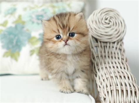 unrealistic expectations micro persians   realpersian kittens  sale   rainbow