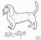 Hound Basset Coloring Pages Drawing Dog Bassett Getdrawings Click Designlooter Categories sketch template