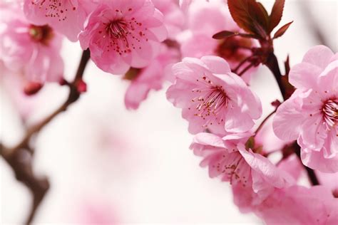 Peach Blossom Announces A Flowering Spring Floraqueen En