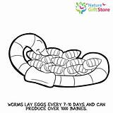 Earthworms sketch template