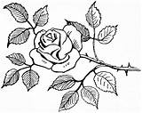 Roses Drawing Rose Bouquet Bunch Pencil Sketch Drawings Easy Flowers Flower Simple Sketches Getdrawings Paintingvalley sketch template