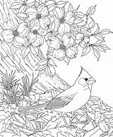 Cardinal Dogwood Bird Coloring Flower Pages Printable Carolina North Red Cardinals State Birds Blossom Flowers Cherry Drawing Tree Adult Color sketch template