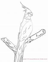 Cockatiel Parrot Parrots sketch template
