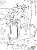 Hyacinth Macaw Macaws Ara Kleurplaat Araras Supercoloring Stokstaartje Tiere Regenwald Uccelli Pappagalli Azuis Hyazinth Paerchen sketch template