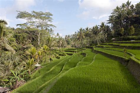 Indonesia Bali Ubud Rice Fields Stockphoto