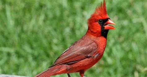 happy catholic  mystery   hopping cardinal