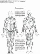 Pdf Answers Unmisravle Skeletal Coloringhome Educativeprintable Anatomical Physiology sketch template