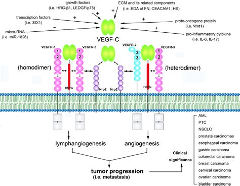 figure    role   vegf cvegfrs axis  tumor progression