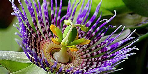 How To Grow Passion Flowers In Your Garden Plant