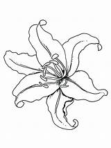 Lily Flower Coloring Pages Outline Drawing Tiger Flowers Lilies Template Color Tattoo Columbine Printable Print Drawings Getdrawings Getcolorings Sketch Kids sketch template