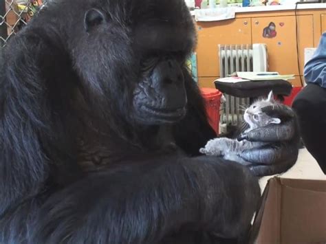 koko the celebrity gorilla who mastered sign language dies woay tv