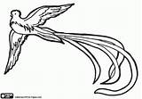 Quetzal Quetzales Escudo Patrios Volando Simbolos Imagui Nacional Resplendent Pyrography Pajaros Drawing Aves Grabados Pinto Manualidades Pueda Columbian Bordado Turpial sketch template