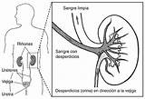 Coloring Urinary System Pages Anatomy Human sketch template