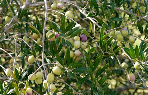 faqs  olives  olive trees sandy oaks orchard