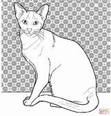 Gatos Coloring Siamese Supercoloring Siamés sketch template