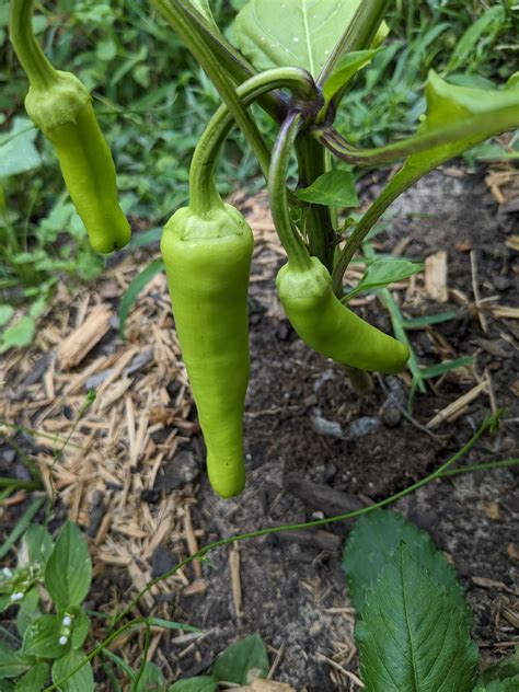 seed pack labeled early jalapeno rhotpeppers