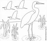 Egret Coloring Great Egrets Enchantedlearning Designlooter Enchanted Learning Search Drawings 453px 7kb sketch template