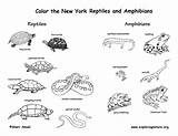 Amphibians Coloring Amphibian Reptiles State Mammals Jersey Habitats York Designlooter 51kb 612px Ny Drawings Nj sketch template