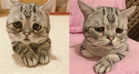 everyone on instagram is obsessed with this adorable sad eyed cat from china asiancrush