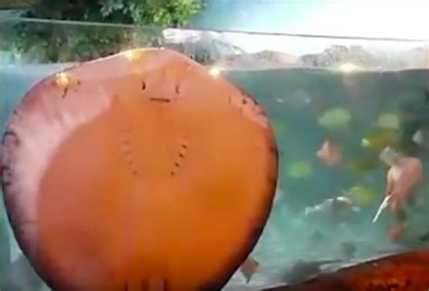 Stingray Does The Funniest Thing To Grab His Caretaker’s