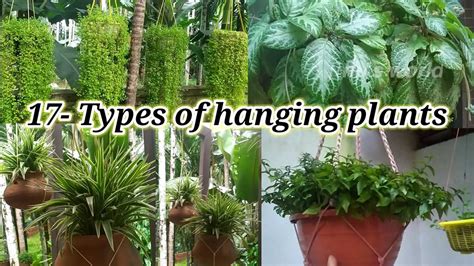 Hanging Plants 17 Types Of Hanging Plants And Names Fast Growing