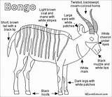 Bongo Antelope Enchantedlearning Animal Color Label Forest Region Click Subjects Mammals Shtml sketch template