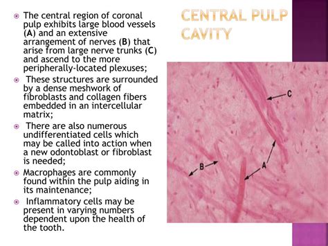 dental pulp powerpoint    id