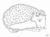 Hedgehog Coloring Pages Realistic Drawing Printable Template sketch template