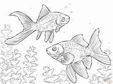 Comet Coloring Drawing Pages Kinguio Goldfishes Sketch Printable Getdrawings Drawings Designlooter Template sketch template