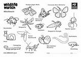 Minibeasts Colouring Sheets sketch template