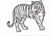 Tiger Coloring Pages Tigers Drawing Tooth Printable Outline Kids Realistic Color Saber Print Mandala Detroit Cartoon Cute Book Animal Popular sketch template