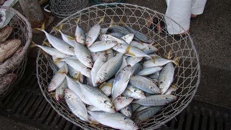 bbc learning english blog fish market