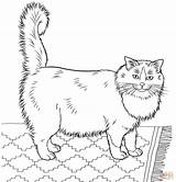 Coloring Cat Ragdoll Pages Printable Furry Realistic Cats Adults Print Colouring Color Supercoloring Cute Kids Drawing sketch template