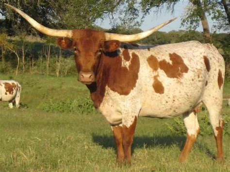 longhorn cattle cool pinterest