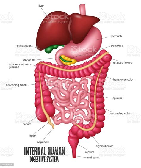 The Part Of Internal Human Digestive System Illustration Stock