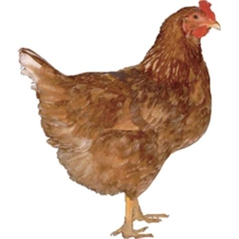 chicken breeds sex link red star and black star color