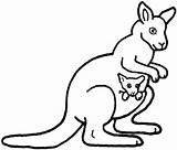 Kangaroo Coloring Baby Pages Getcolorings Pa sketch template