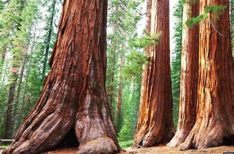 jennifers blog  redwood tree