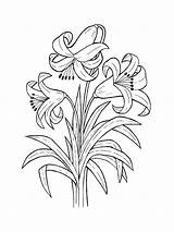 Coloring Pages Lily Flower Flowers Lilies sketch template