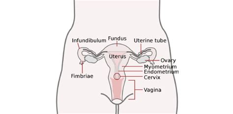 female reproductive system quiz trivia facts test proprofs quiz