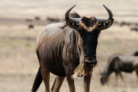wildebeest  life  animals