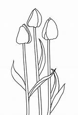Tulip Coloring Flower Pages Outline Template Printable Getdrawings sketch template