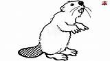 Beaver Simple Drawing Clipart Draw Step Easy Drawings Kids Paintingvalley sketch template
