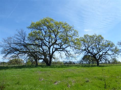valley oak quercus lobata biodiversity atlas  la