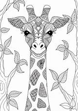 Jirafa Giraf Kleurplaten Colorear Girafa Handgetekende Zendoodle Dibujada Kleurplaat Desenho Mano Jirafas Colouring Tekening Handgezogene Vetores Zentangle Adulto Vektoren Teken sketch template