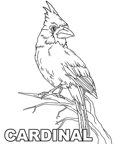 bird cardinal coloring page  print topcoloringpagesnet