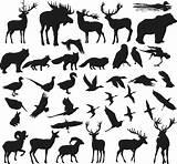 Shapes Animals Vector Silhouettes Vectors 3axis sketch template