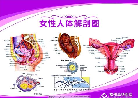 女性生殖解剖图图片 设计案例 广告设计 图行天下图库
