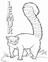 Lemur Coloring Pages sketch template