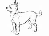 Chihuahua Coloringbay sketch template